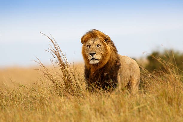 Katavi National Park Travel Guide