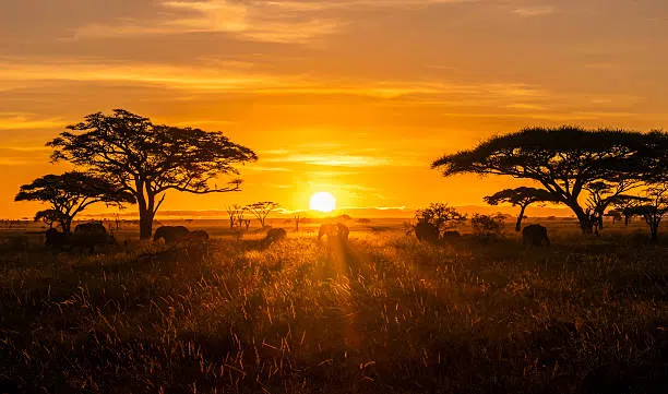 10 Days Family Safari and Zanzibar
