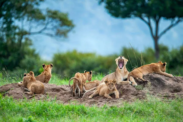1 Day Tarangire National Park Safari