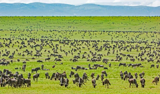 10 Days Southern Tanzania Safari