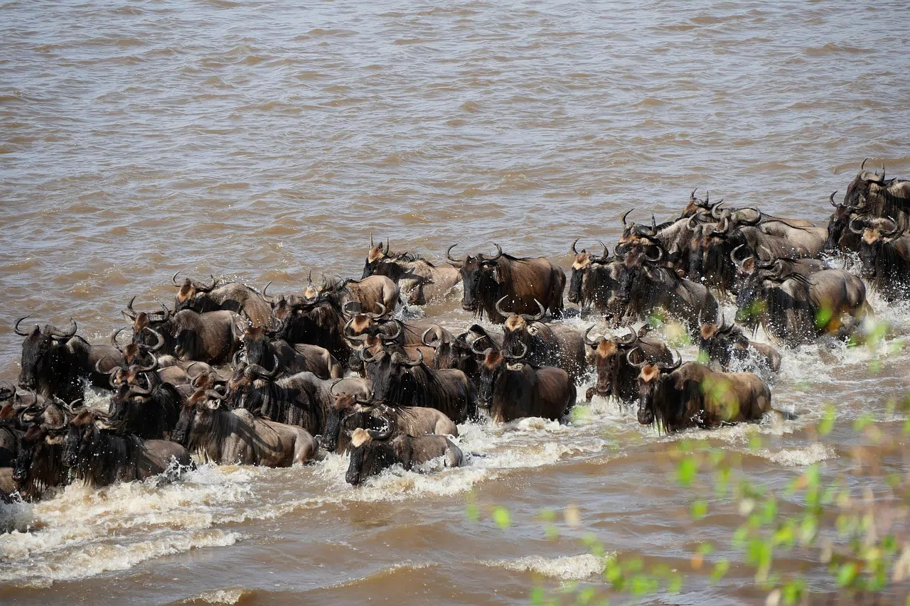 12 Days Northern Tanzania Photography Safari