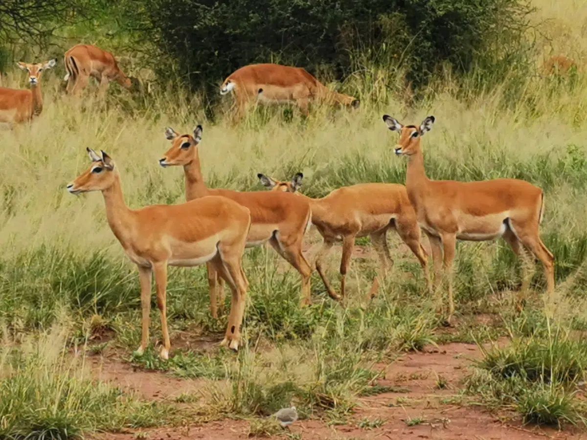 12 Days Tanzania Safari