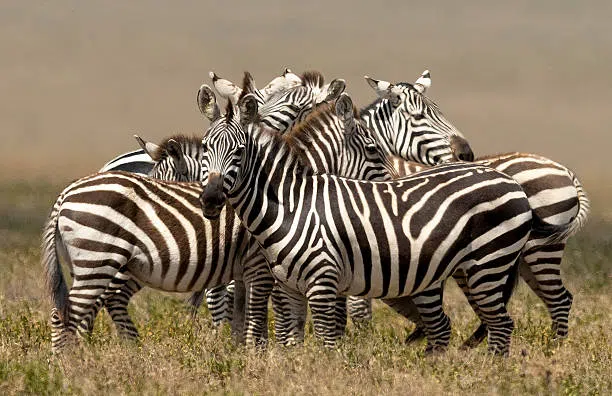 13 Days Grand Northern Tanzania Safari