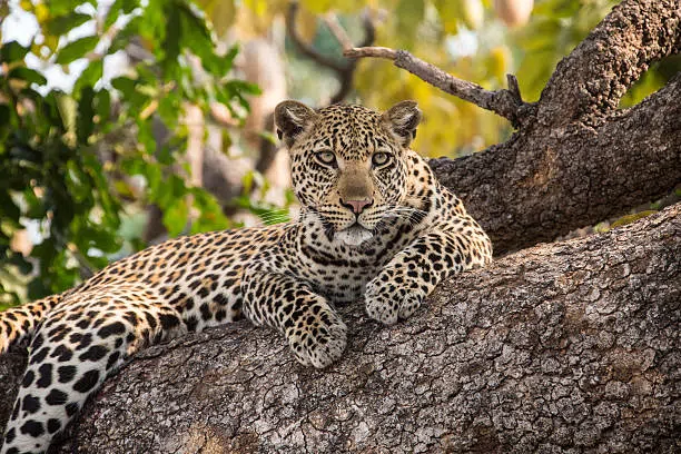 14 Days Grand Southern Tanzania Safari