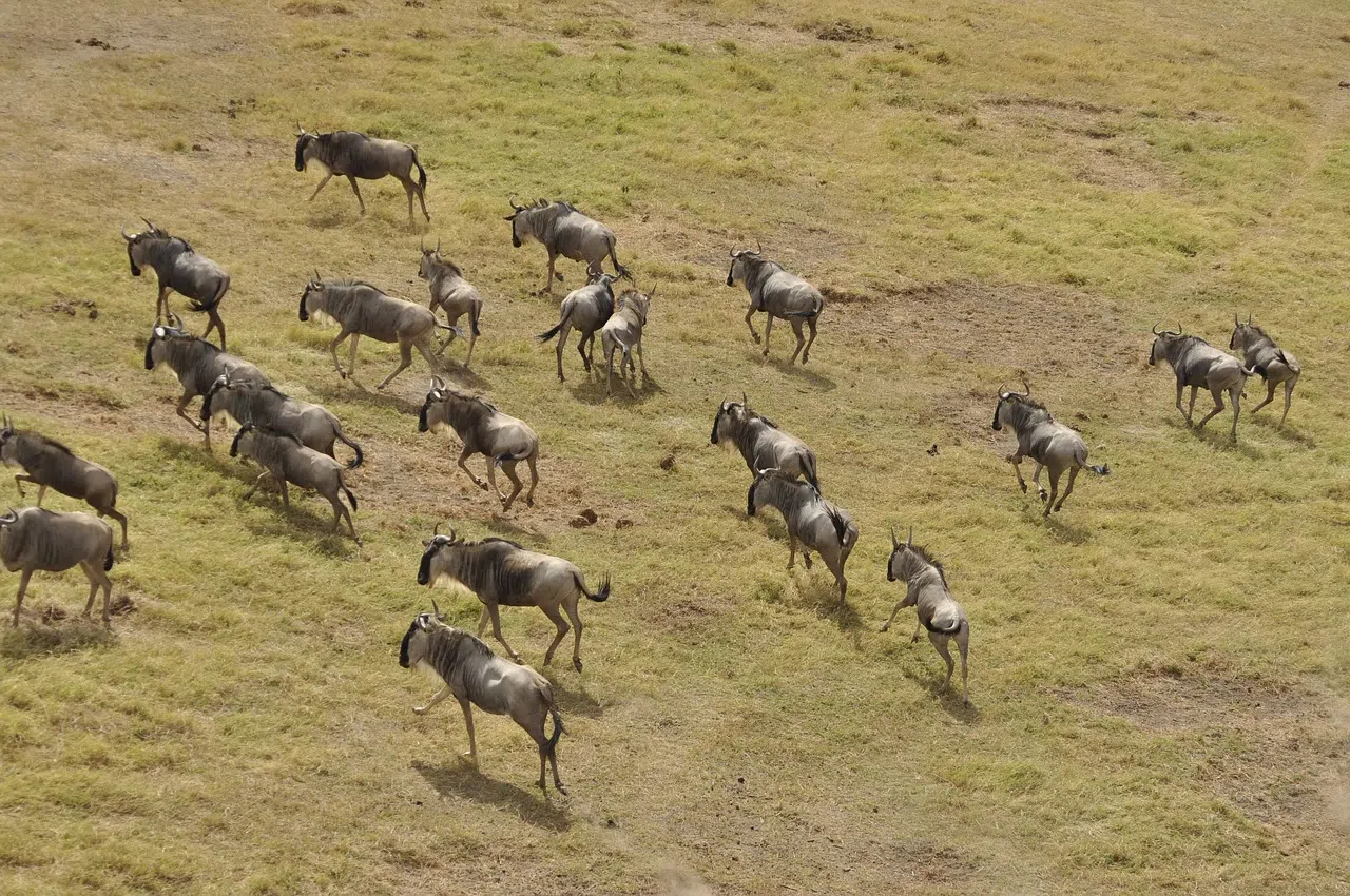 14 Days Tanzania Safari