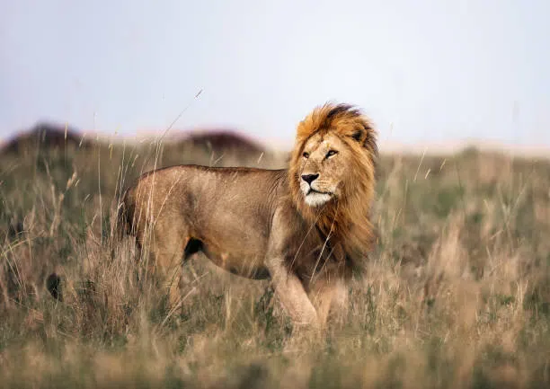 3 Day Private Safari from Moshi