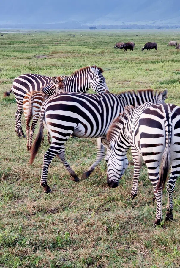 2 Days Tanzania Safari