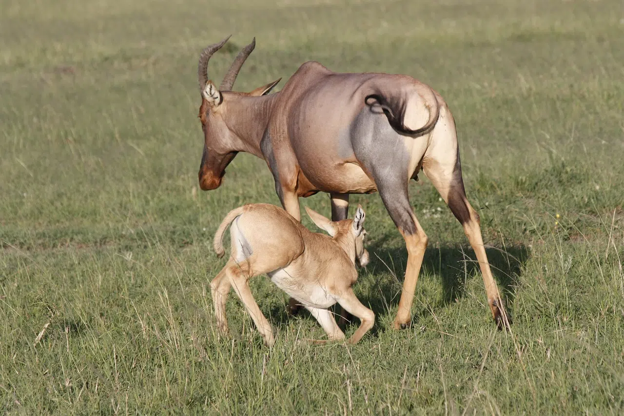 2 Days Tarangire and Lake Manyara Safari