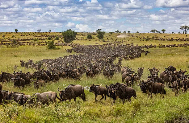 4 Day Northern Circuit Safari Tanzania
