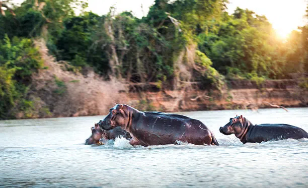 4 Days Private Safari from Moshi