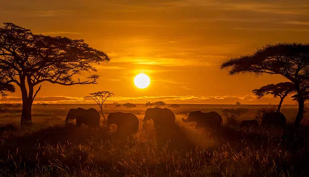 3 Days Private Tanzania Safari