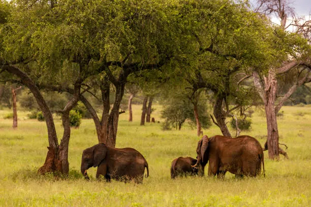 12 Days Southern Tanzania and Zanzibar Safari