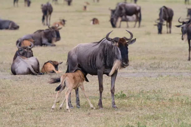 Arusha National Park