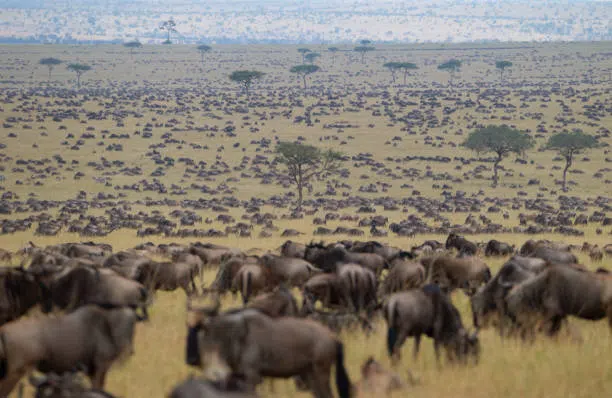 12 Days Tanzania Safari and Zanzibar