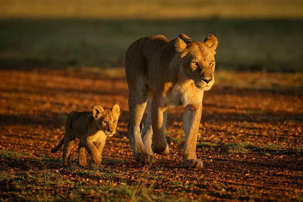 3 Days Tarangire Elephant and Baobab Safari