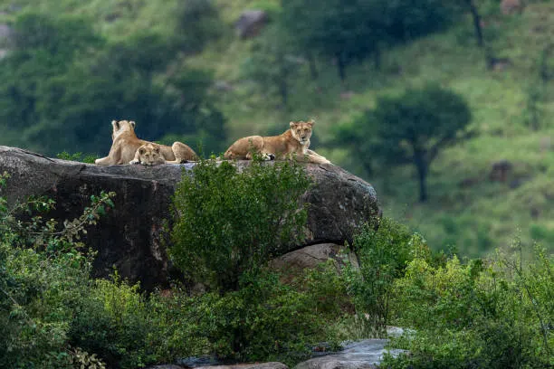 Private Serengeti Safari from Moshi