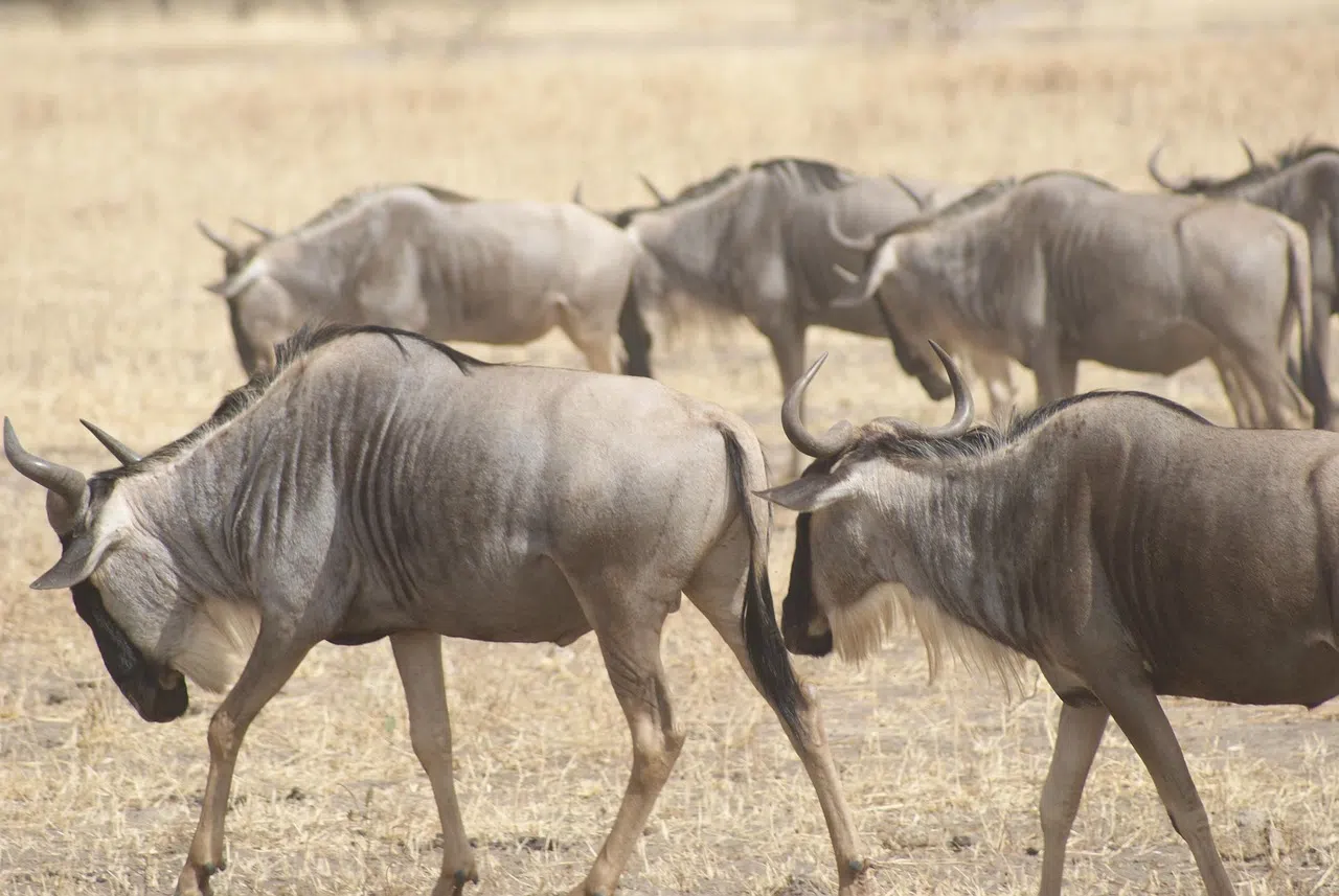 4 Days Ngorongoro Highlands Walking Safari