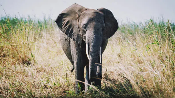 2 Days Mikumi Safari from Dar es Salaam