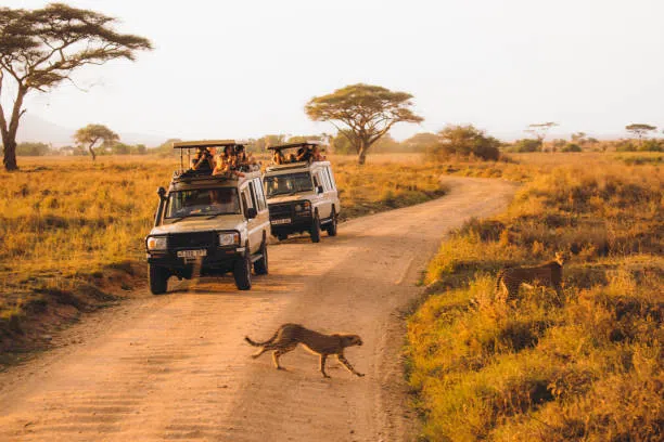 5 Day Private Safari from Moshi