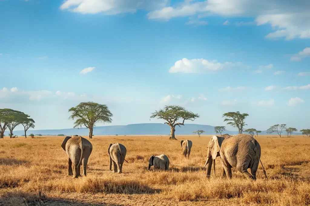 Serengeti Safari from Moshi