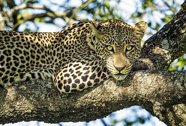 6 Days Luxury Tanzania Safari from Moshi