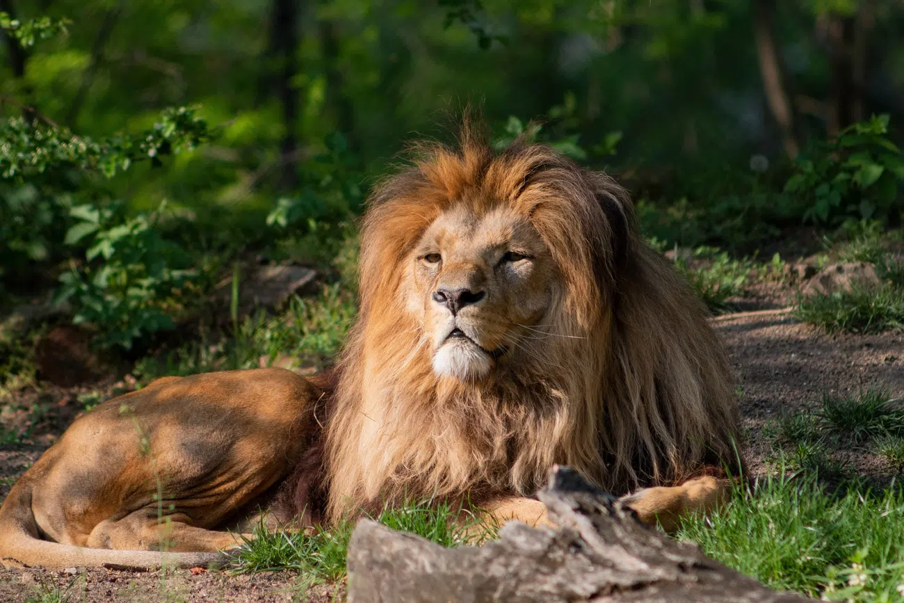 4 Days Luxury Lodge Safari
