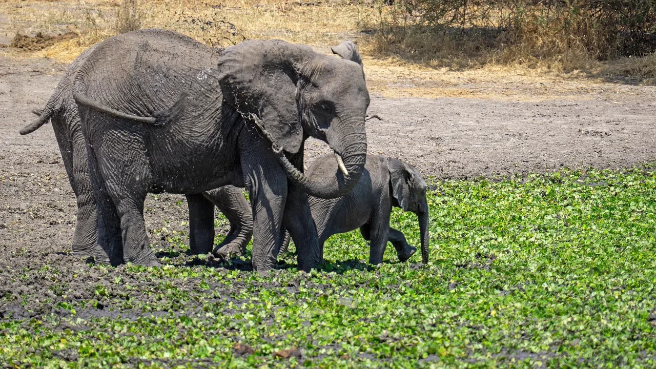5 Days Nyerere Wildlife Safari