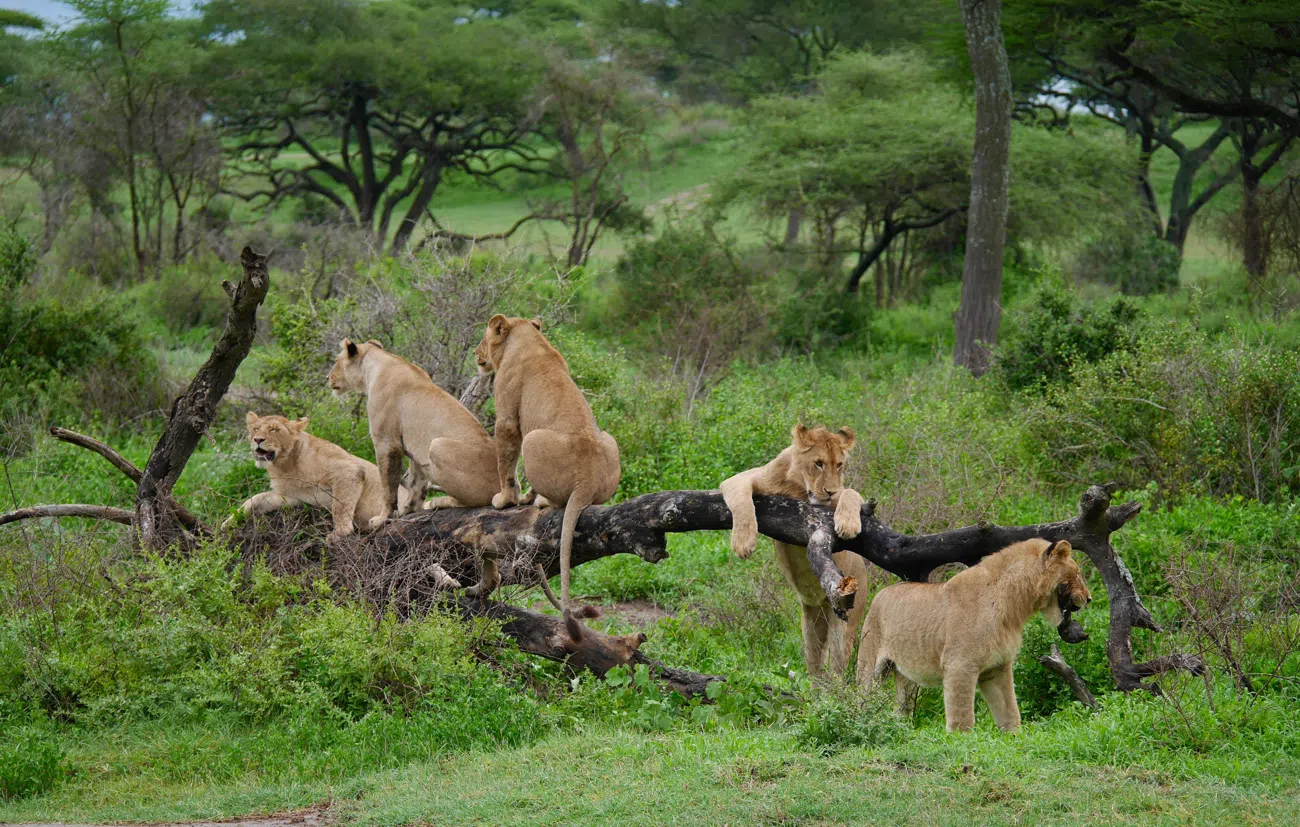 3 Days Serengeti Safari