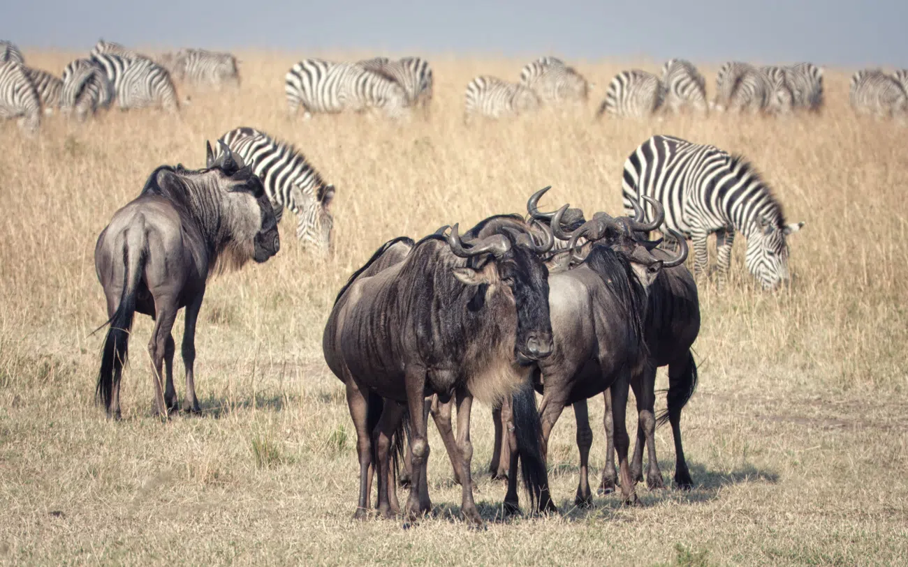5 Days Tanzania Safari