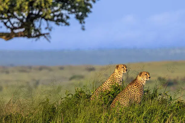 7 Days Luxury Safari from Moshi