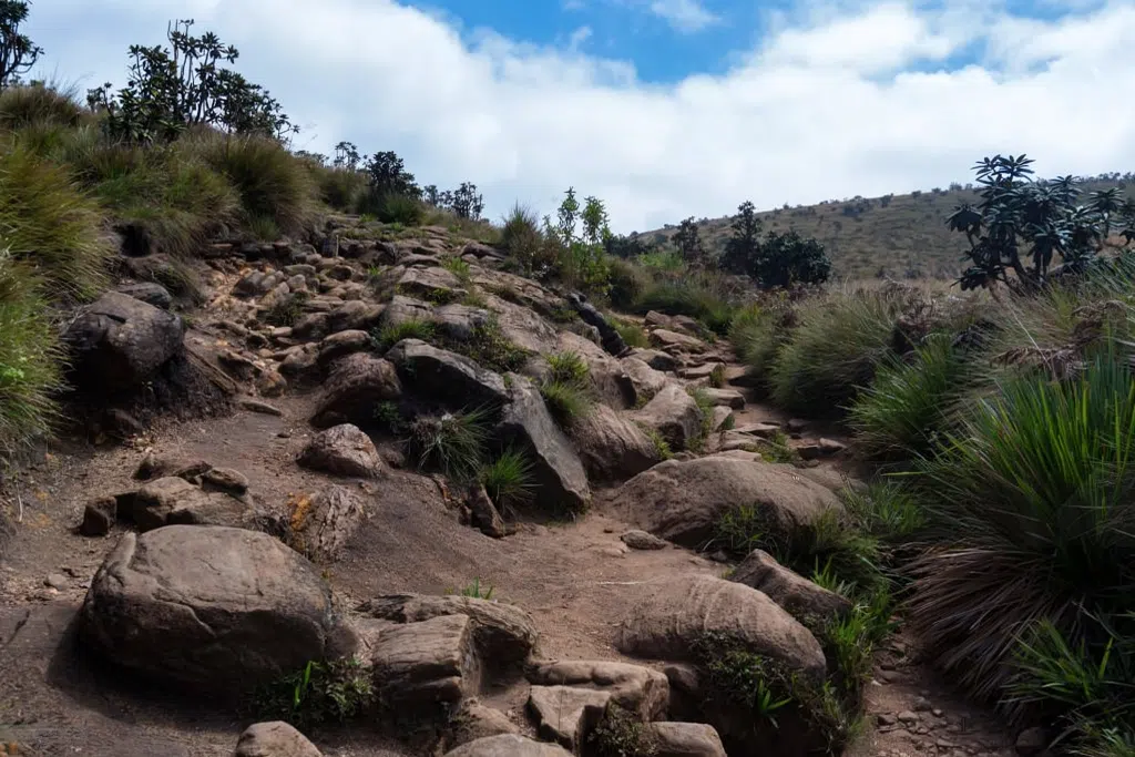 7 Day Lemosho Route Itinerary
