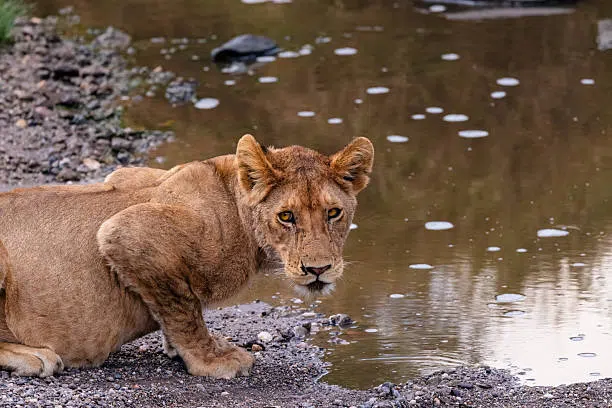 4 Days Serengeti and Ngorongoro Safari