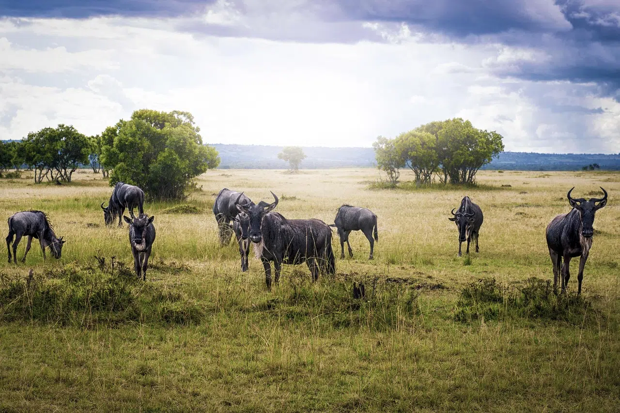 6 Days Private Tanzania Safari