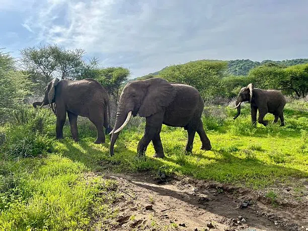 6 Days Nyerere and Mikumi Safari