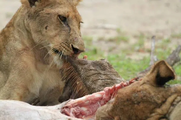 7 Days Ruaha Big Cat Safari