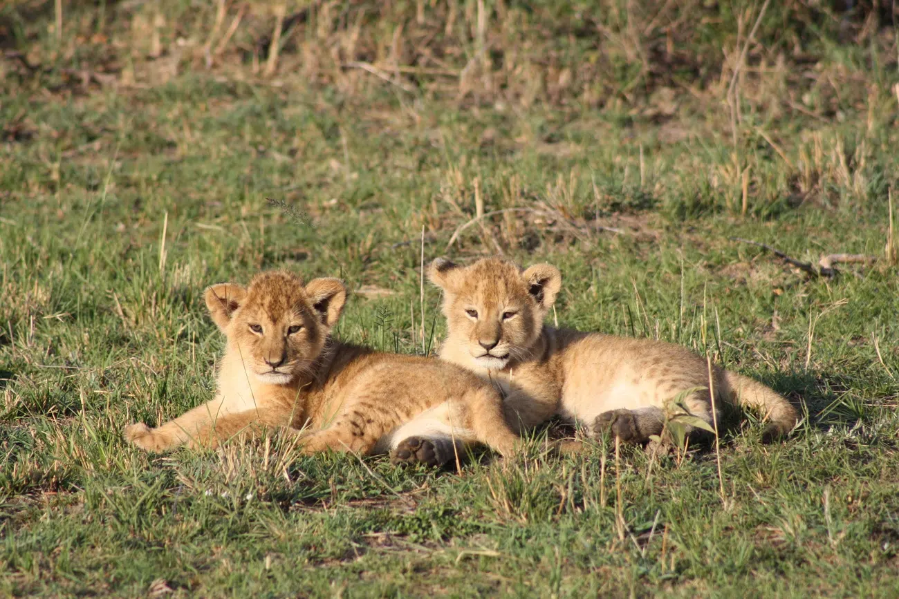5 Days Budget Tanzania Safari
