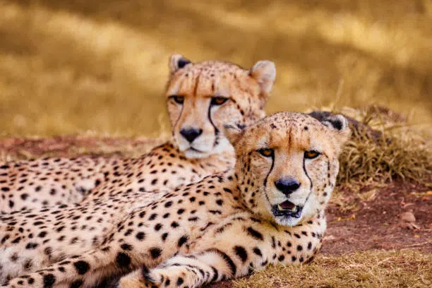 6 Days Tanzania Safari