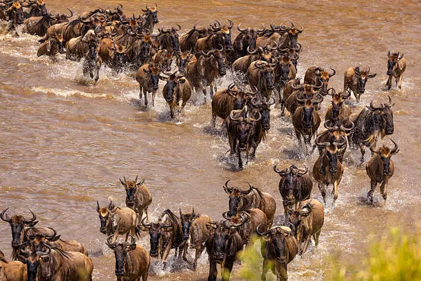 4 Days Serengeti Safari