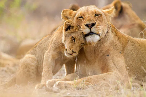 7 Days Luxury Tanzania Safari