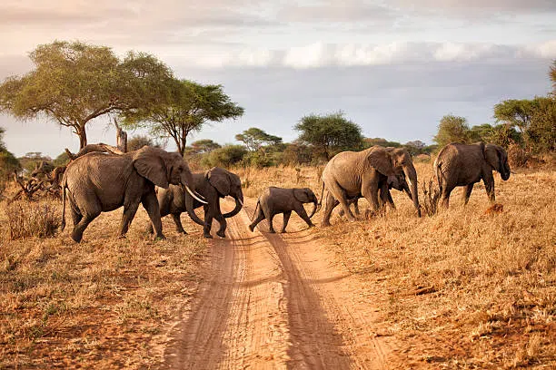 8 Days Northern Tanzania Safari