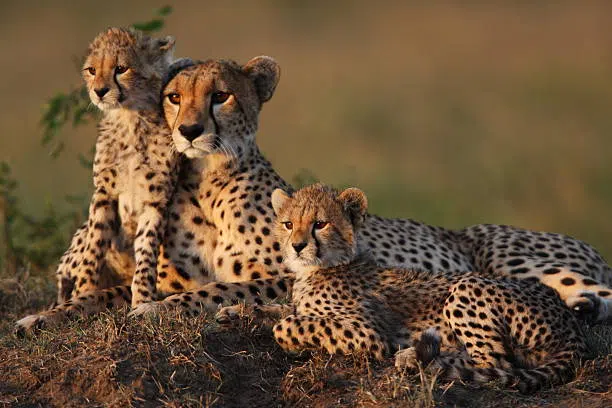 8 Days Southern Tanzania Safari