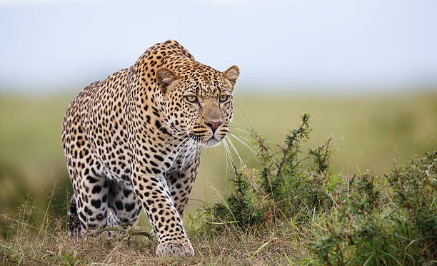 Tanzania travel image for Travis African Adventures