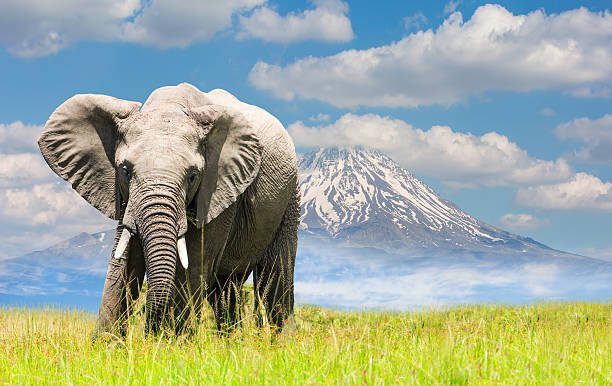 8 Days Northern Tanzania Safari