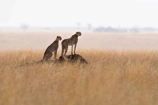 Ngorongoro Crater Travel Guide