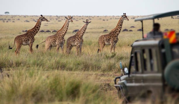 1 Day Lake Manyara Safari