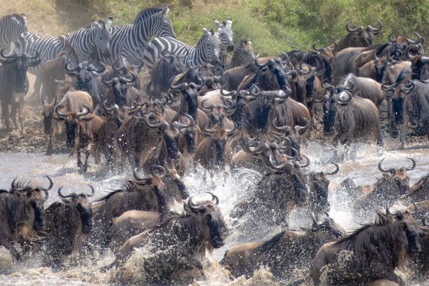 7 Days Budget Group Joining Safari travel experience