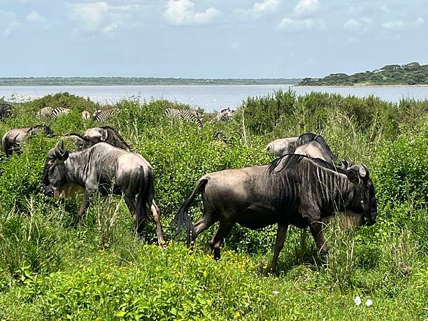 9 Days Tarangire Ngorongoro Serengeti and Zanzibar Start Safari