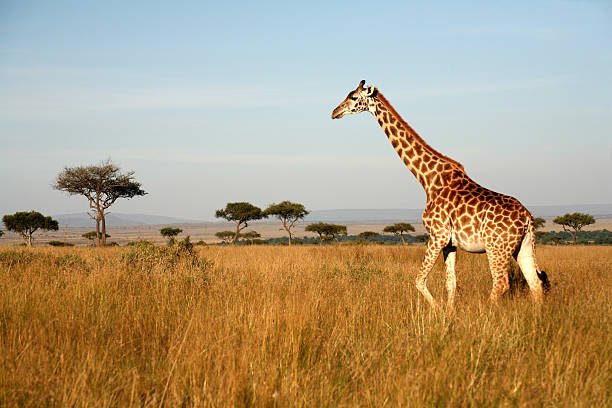 Cultural Tours in Tanzania
