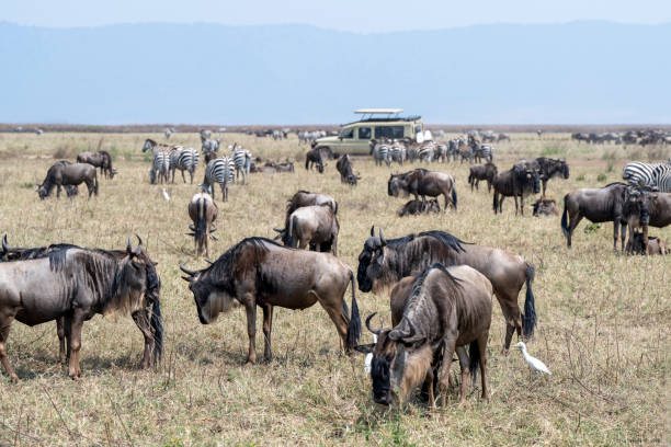 Tanzania Safari Packing List