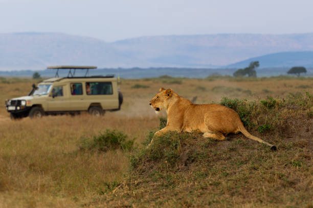 Central Serengeti Big Cat Safari